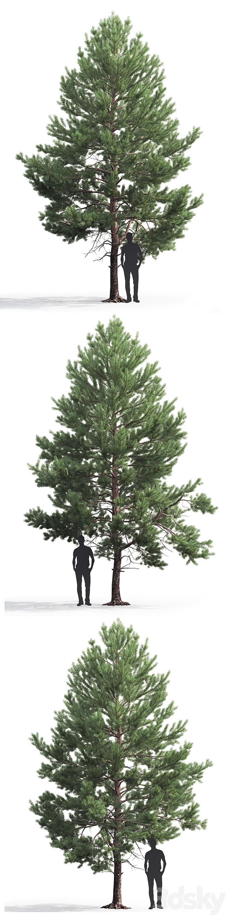 Pine 3DS Max - thumbnail 2