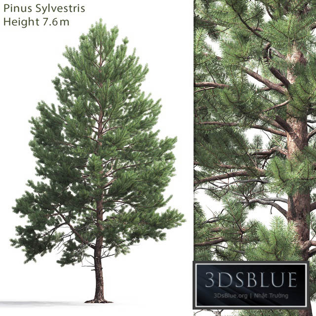 Pine 3DS Max - thumbnail 3