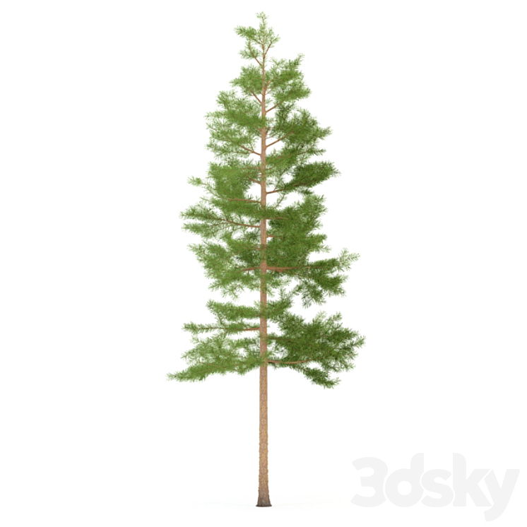 Pine 3DS Max - thumbnail 1