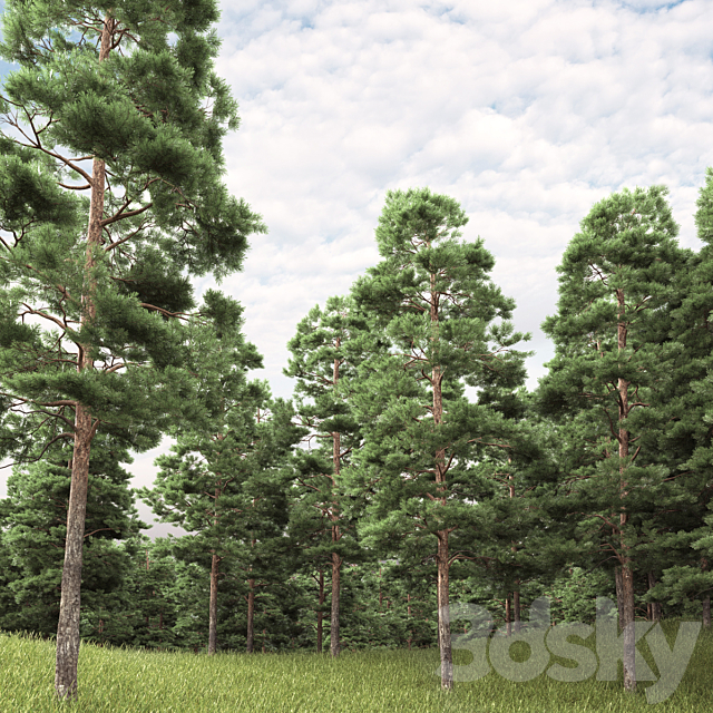 Pine 3DS Max Model - thumbnail 2