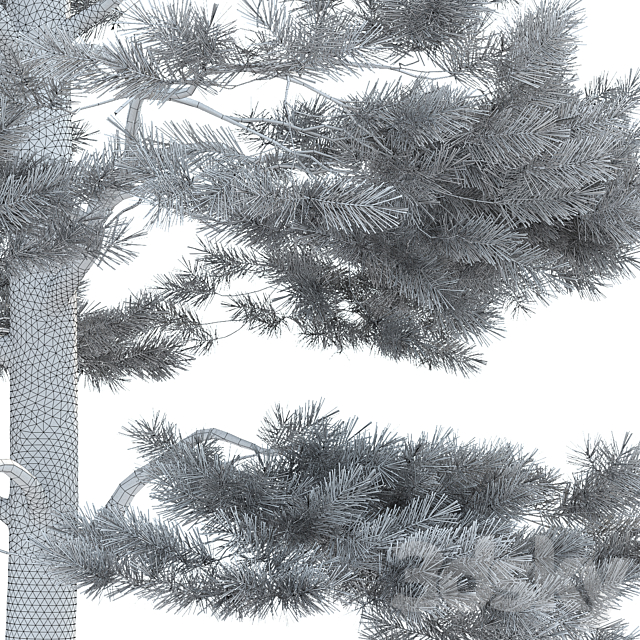 Pine 3DS Max Model - thumbnail 3