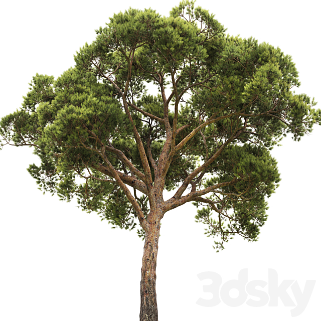 Pine 3DS Max Model - thumbnail 3