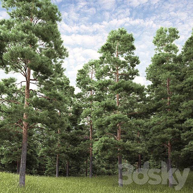 Pine 3DS Max Model - thumbnail 2