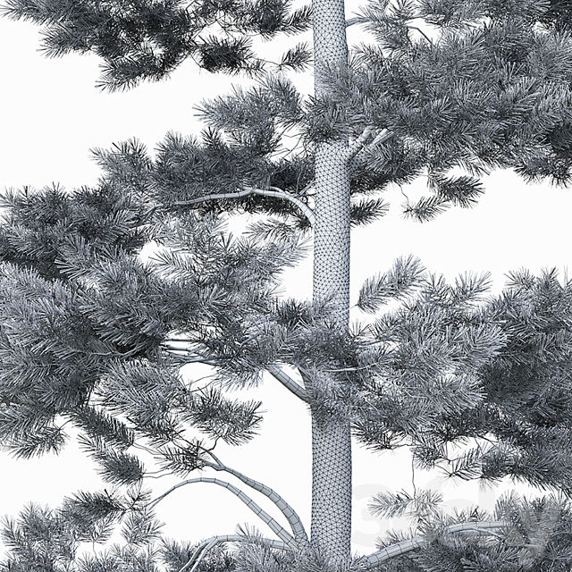 Pine 3DS Max Model - thumbnail 3