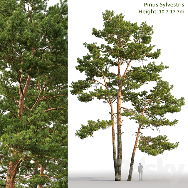 Pine 3DS Max Model - thumbnail 1