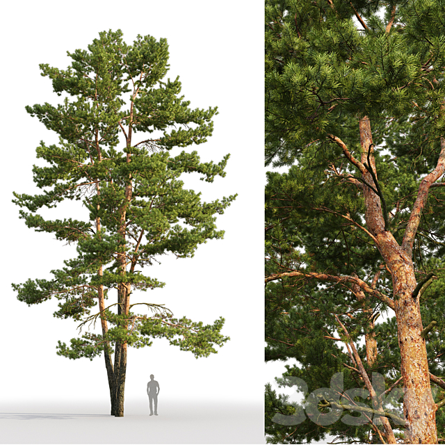 Pine 3DS Max Model - thumbnail 2