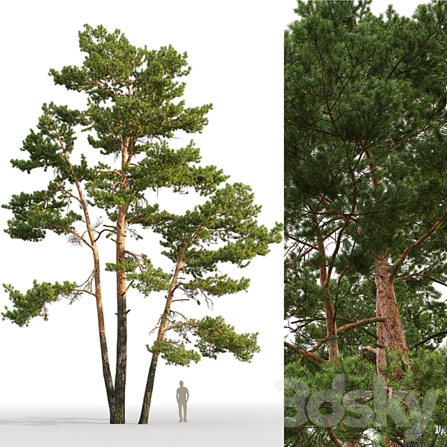 Pine 3DS Max Model - thumbnail 3