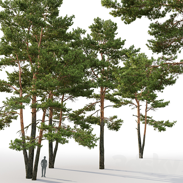 Pine 3DS Max Model - thumbnail 4