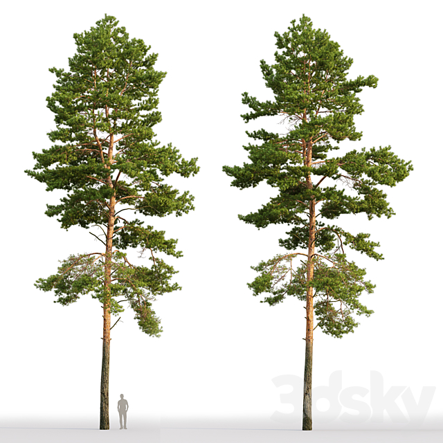 Pine 3DSMax File - thumbnail 2