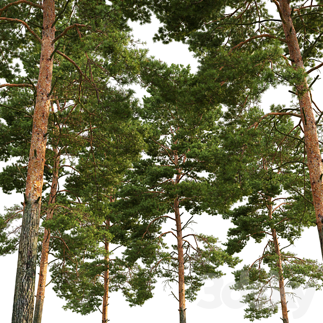 Pine 3DSMax File - thumbnail 4