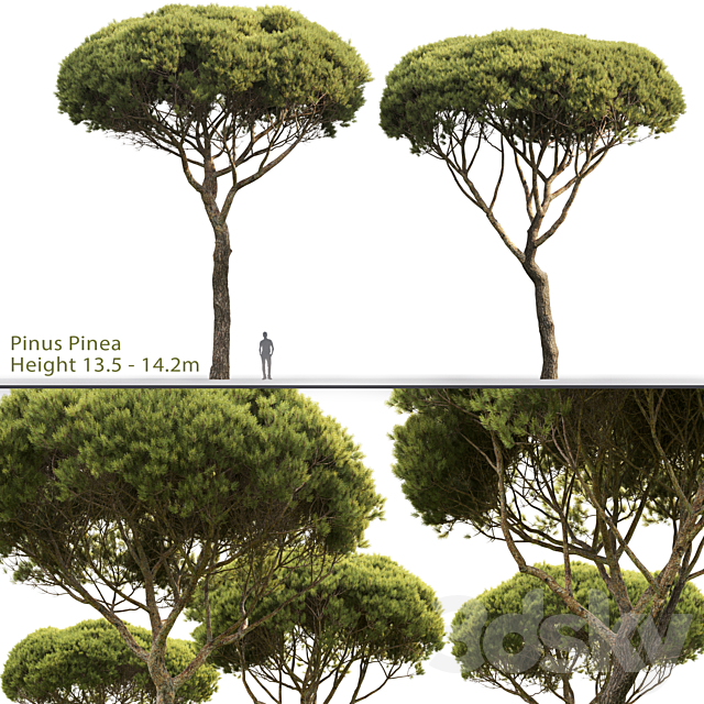 Pine 3DSMax File - thumbnail 1