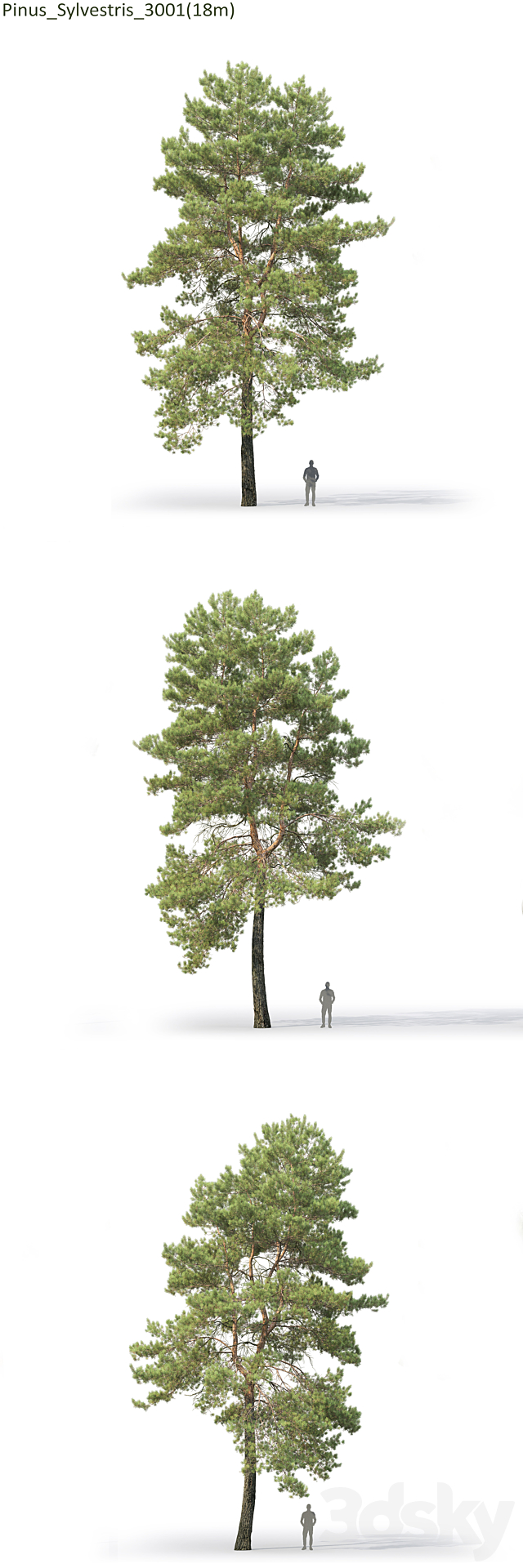 Pine 3DSMax File - thumbnail 2