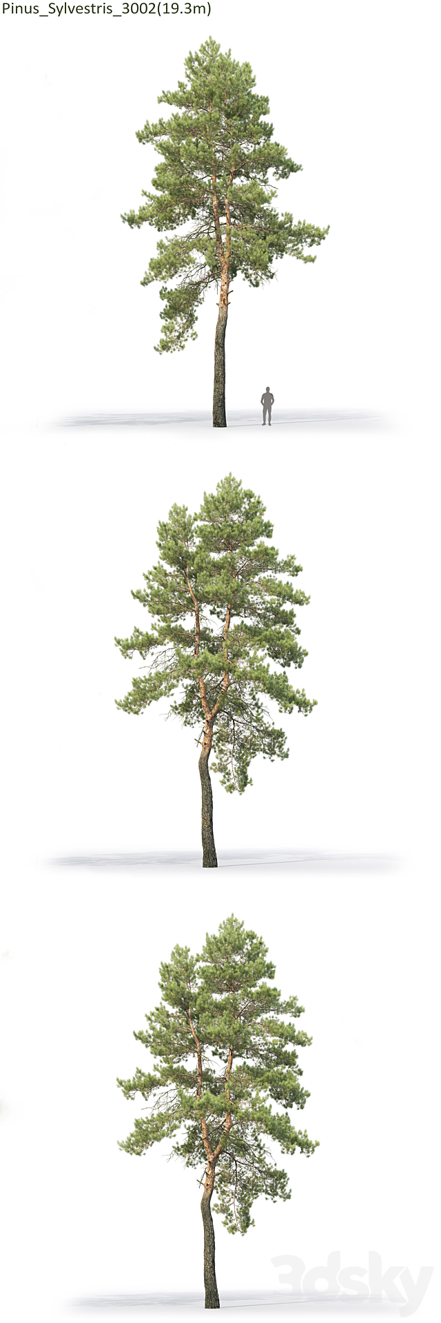 Pine 3DSMax File - thumbnail 3