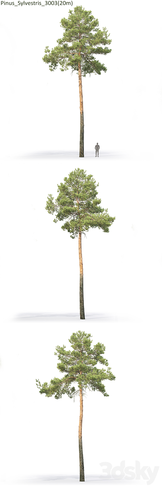 Pine 3DSMax File - thumbnail 4