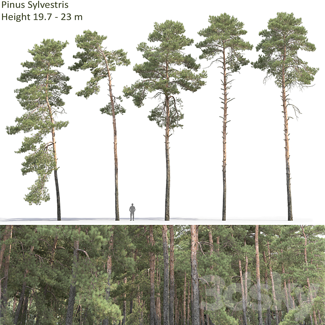 Pine 3DSMax File - thumbnail 1