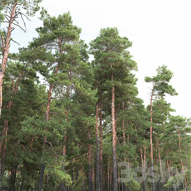 Pine 3DSMax File - thumbnail 2