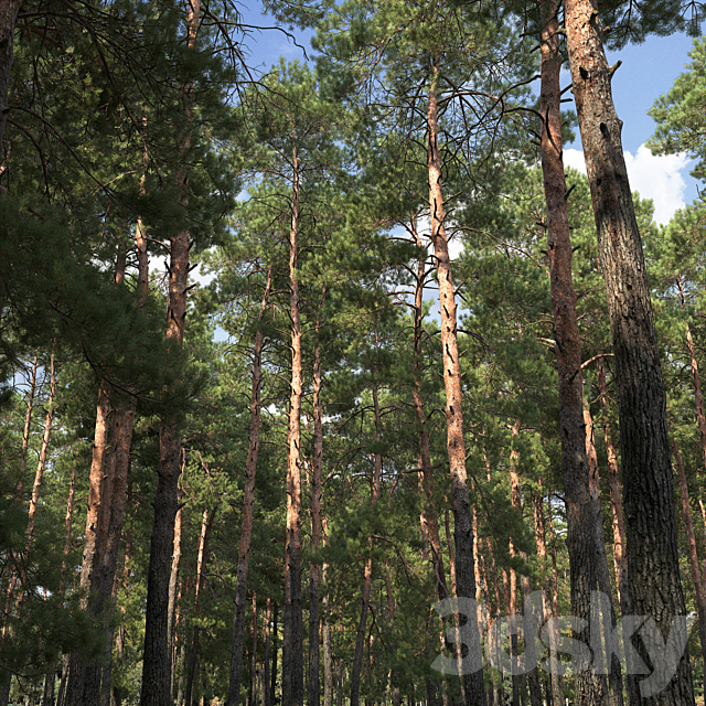 Pine 3DSMax File - thumbnail 3