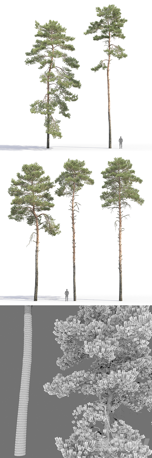 Pine 3DSMax File - thumbnail 4