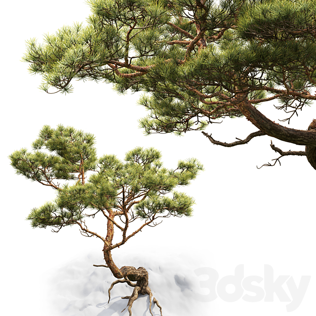 Pine 3DSMax File - thumbnail 3