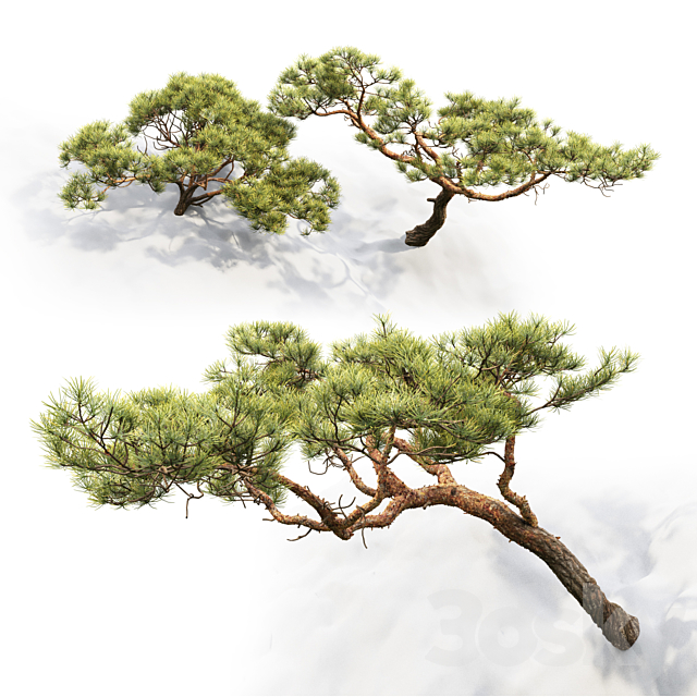 Pine 3DSMax File - thumbnail 3