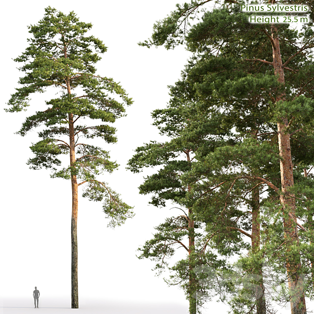 Pine 3DSMax File - thumbnail 1