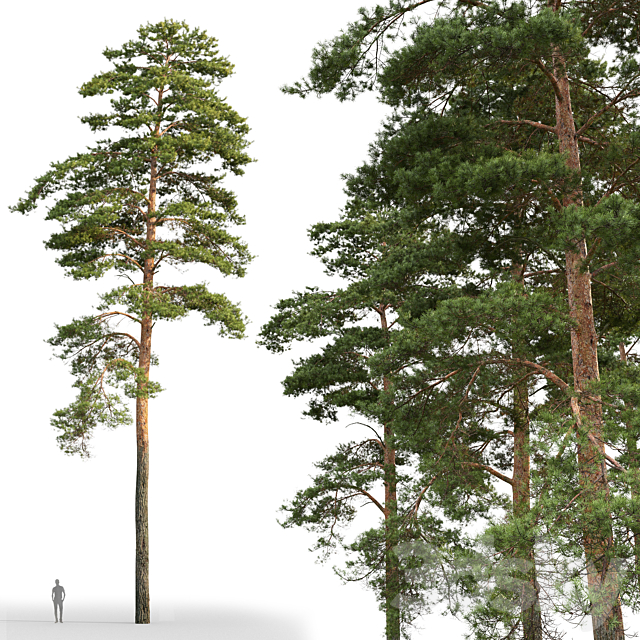 Pine 3DSMax File - thumbnail 2