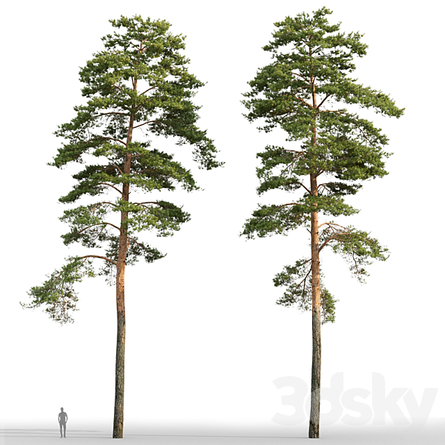 Pine 3DSMax File - thumbnail 3