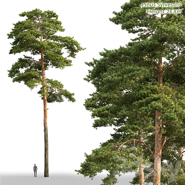 Pine 3DSMax File - thumbnail 1