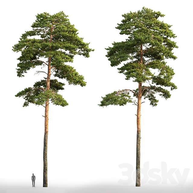 Pine 3DSMax File - thumbnail 3