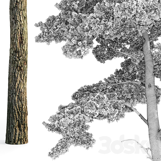 Pine 3DSMax File - thumbnail 5