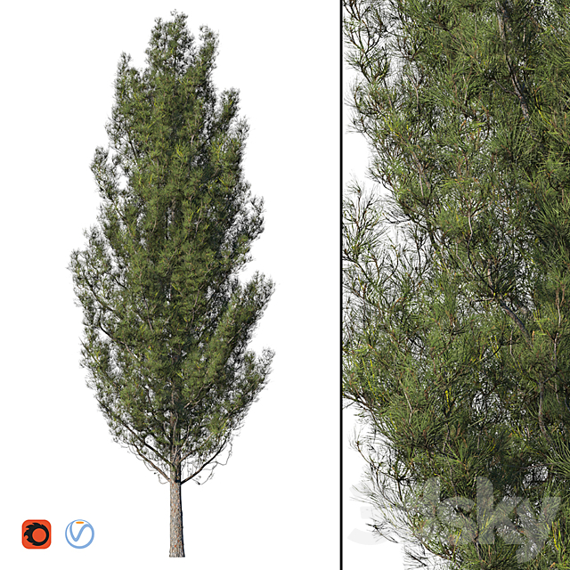 Pine 3DSMax File - thumbnail 1