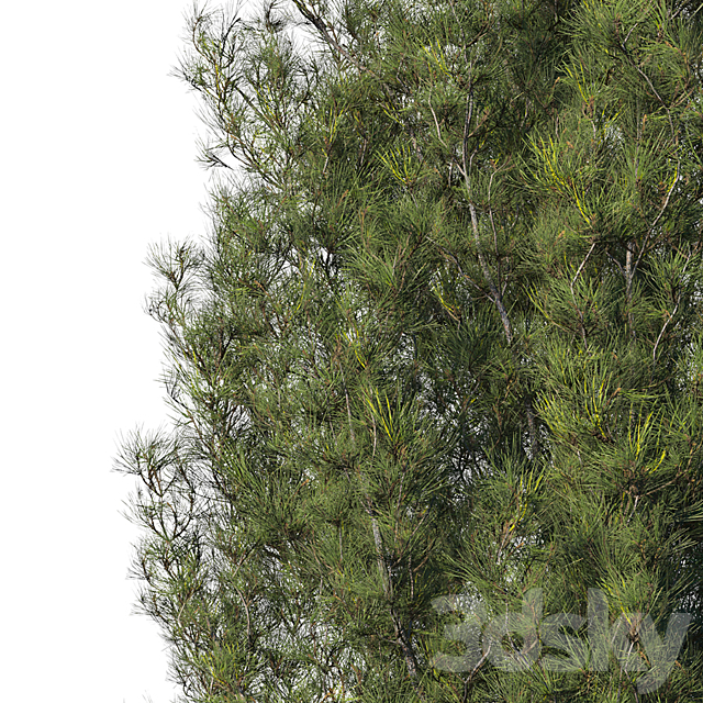 Pine 3DSMax File - thumbnail 4