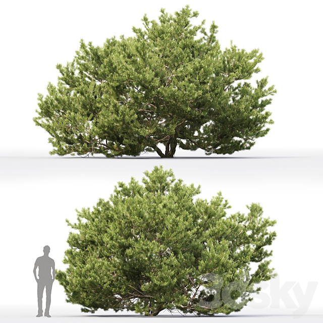 Pine 3DSMax File - thumbnail 2