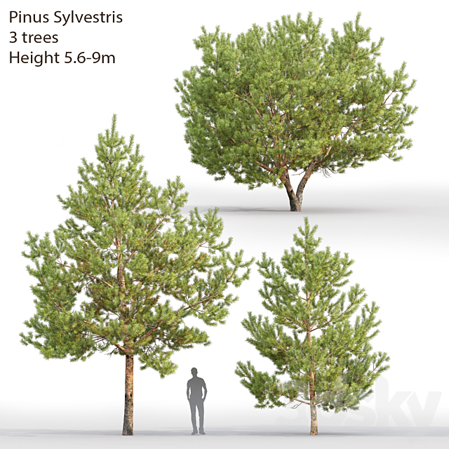 Pine 3DSMax File - thumbnail 1