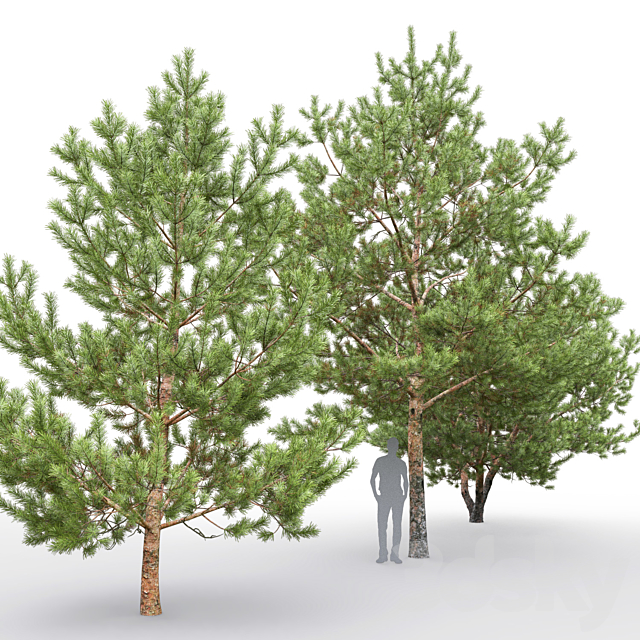 Pine 3DSMax File - thumbnail 3