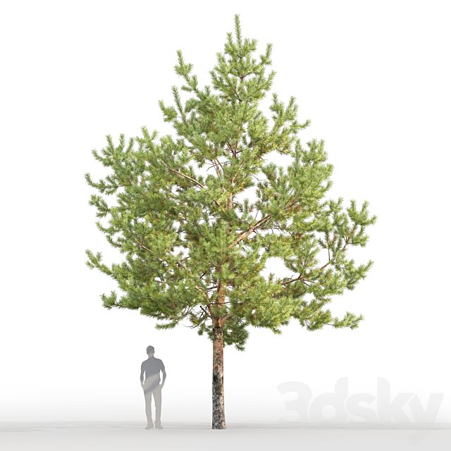 Pine 3DSMax File - thumbnail 5