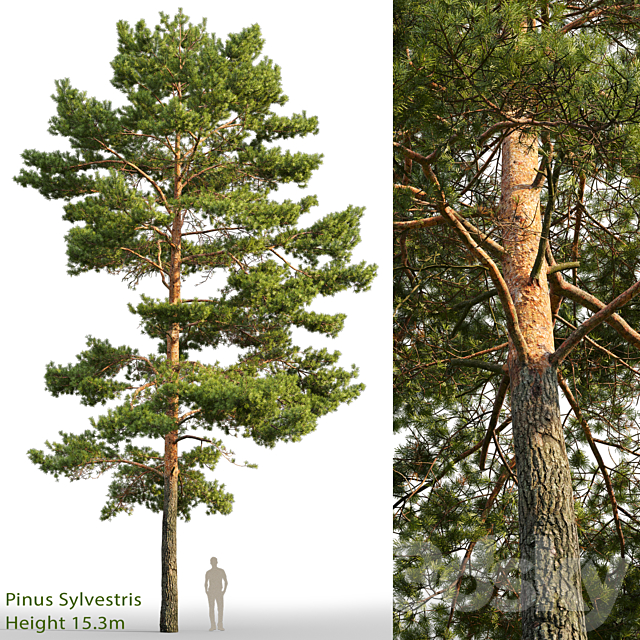 Pine 3DSMax File - thumbnail 1