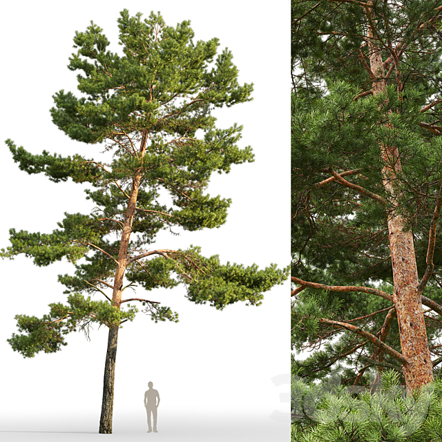 Pine 3DSMax File - thumbnail 2