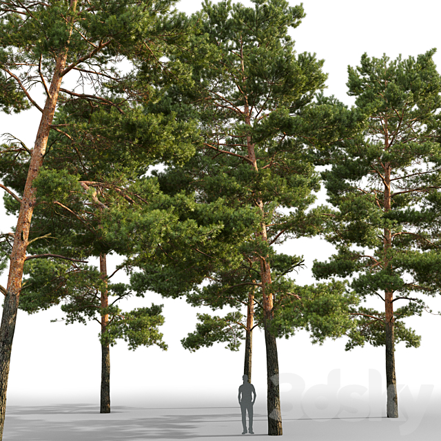 Pine 3DSMax File - thumbnail 3