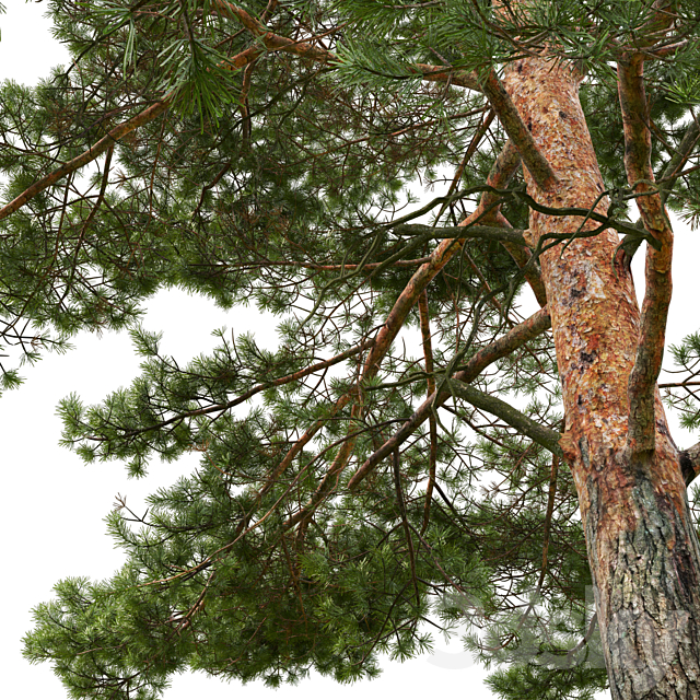 Pine 3DSMax File - thumbnail 4