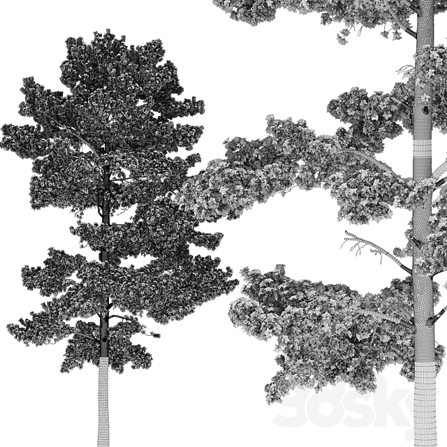 Pine 3DSMax File - thumbnail 5