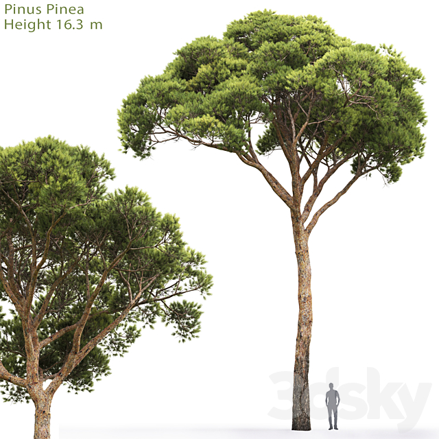 Pine 3DSMax File - thumbnail 1