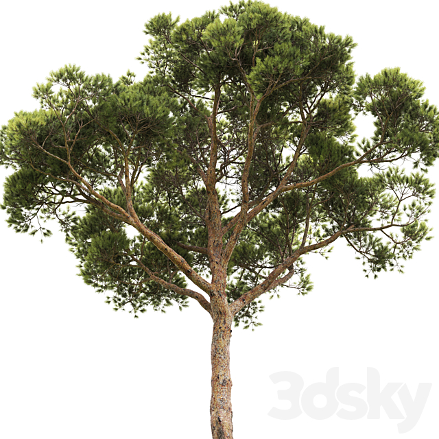 Pine 3DSMax File - thumbnail 3