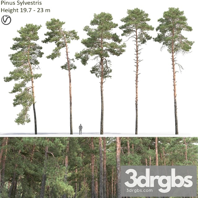 Pine 65 3dsmax Download - thumbnail 1