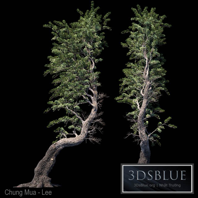 Pine Aleppo (Jerusalem) 3DS Max - thumbnail 3