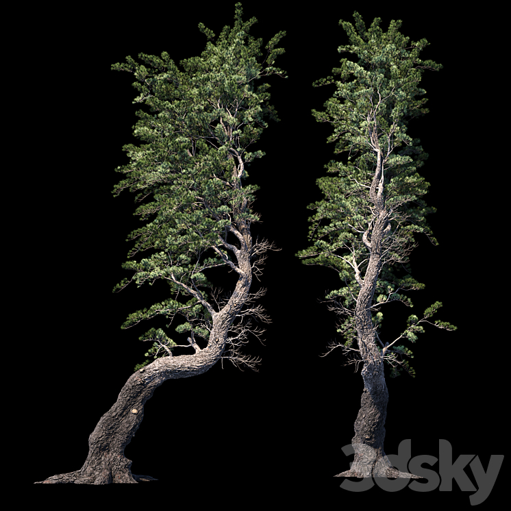 Pine Aleppo (Jerusalem) 3DS Max - thumbnail 1