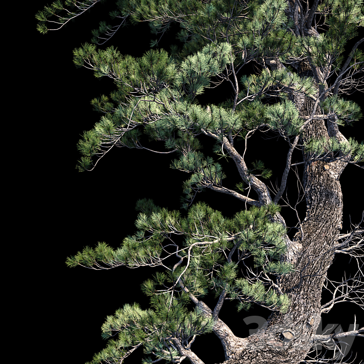 Pine Aleppo (Jerusalem) 3DS Max - thumbnail 2