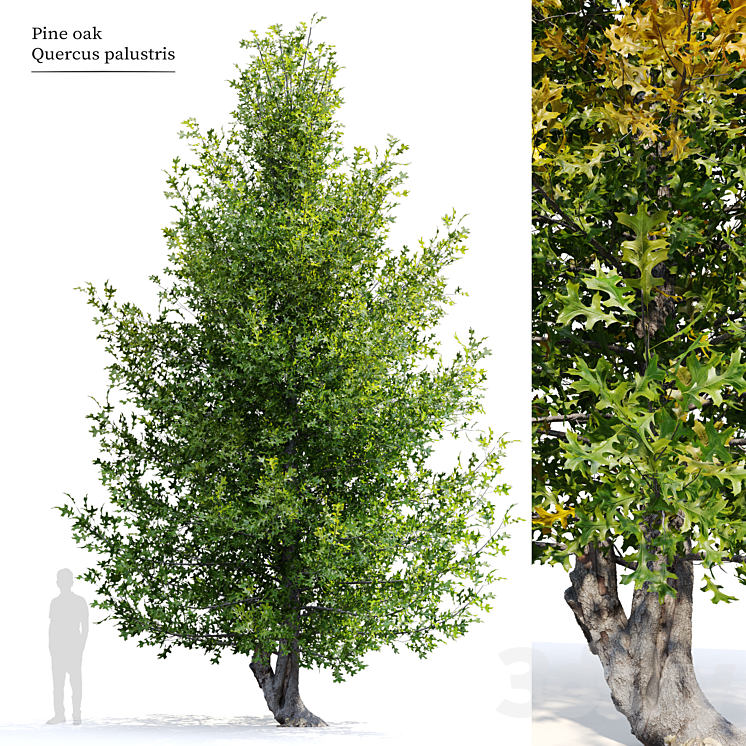 Pine oak tree 3DS Max Model - thumbnail 3