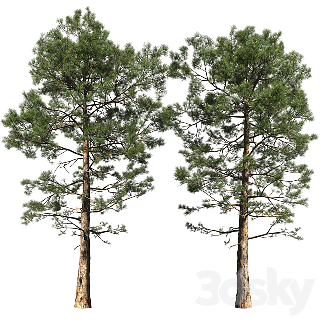 Pine | Pinus # 002 (16.5m) 3ds Max - thumbnail 1