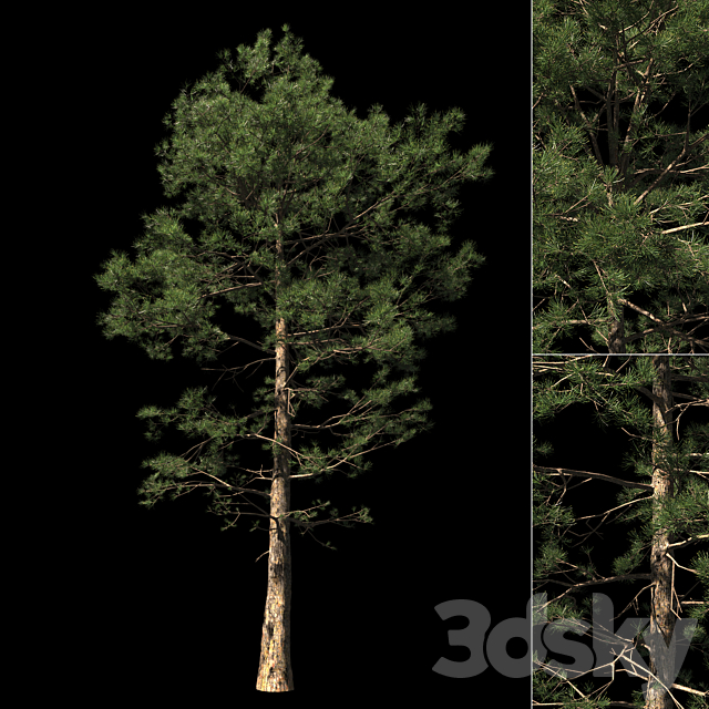 Pine | Pinus # 002 (16.5m) 3ds Max - thumbnail 2